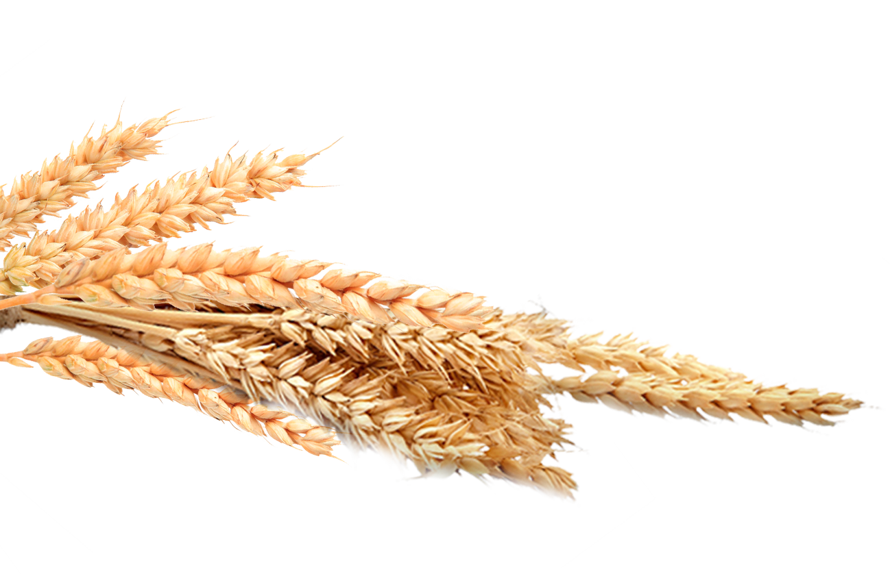 Wheat